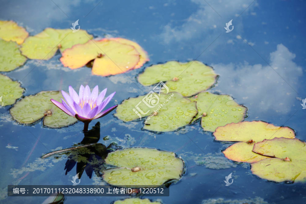 粉色的睡蓮