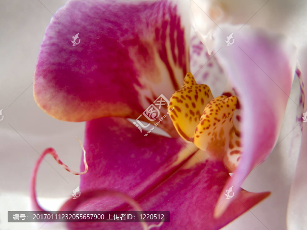 蘭花