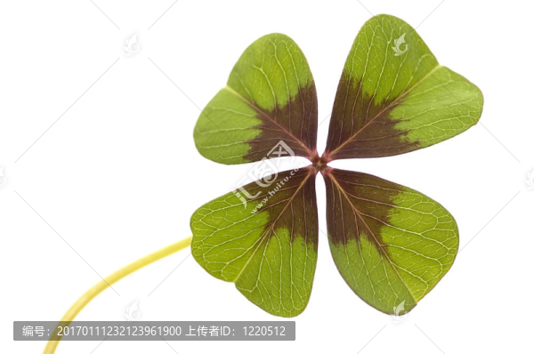 四葉草