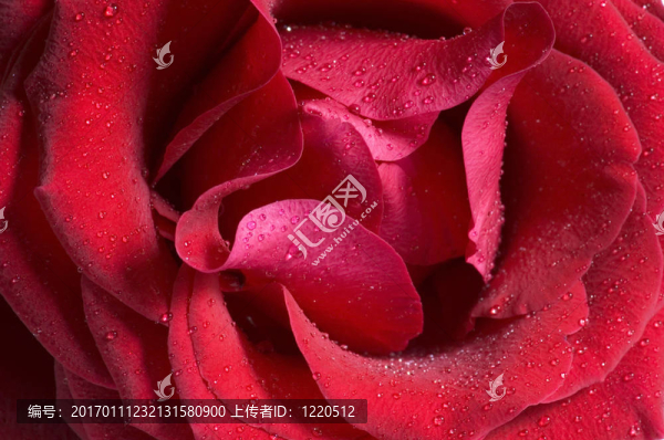 紅玫瑰的水滴
