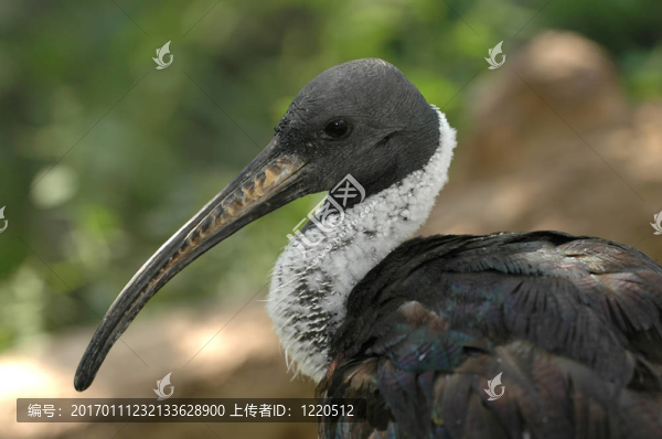 非洲禿鷲-匯圖網(wǎng) www.fosd68.com 非洲禿鷲