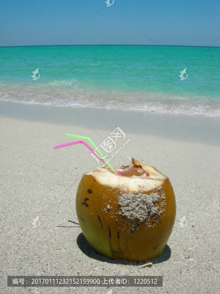 加勒比海灘的椰子