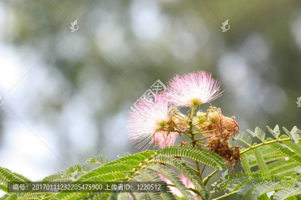 含羞草的花