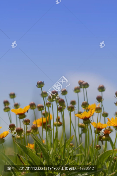 黃色的花