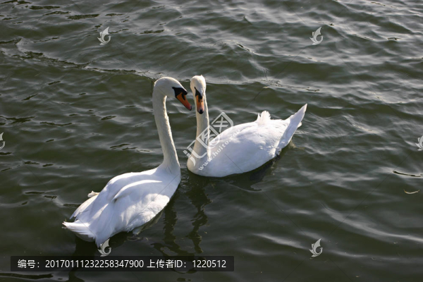 天鵝