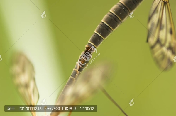 交配Craneflies,Abdome