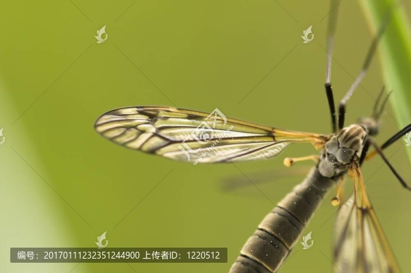 大蚊