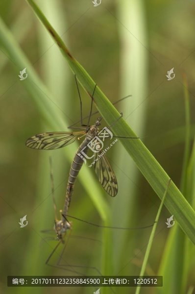 交配craneflies