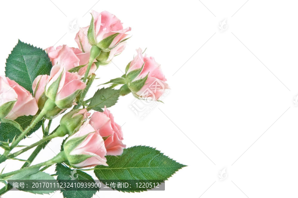 濕粉玫瑰