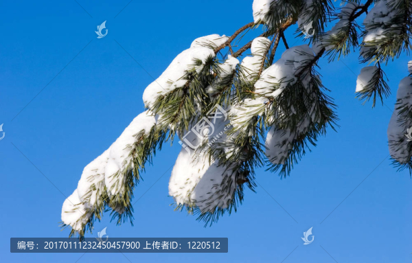 松枝