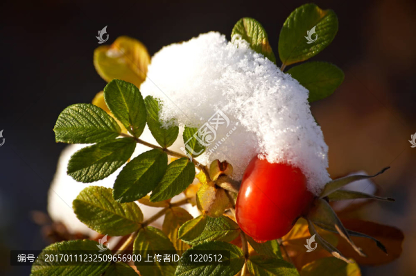 雪下的犬薔薇