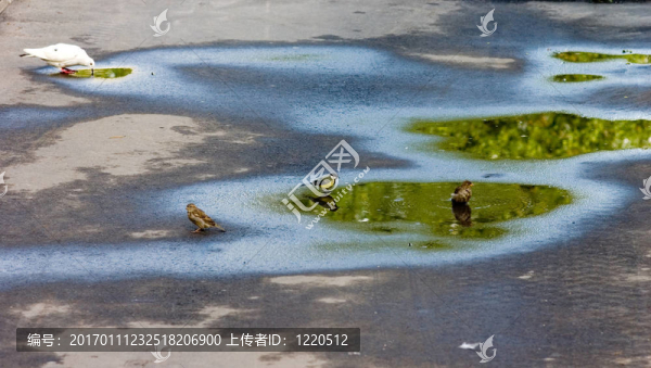澆水的地方