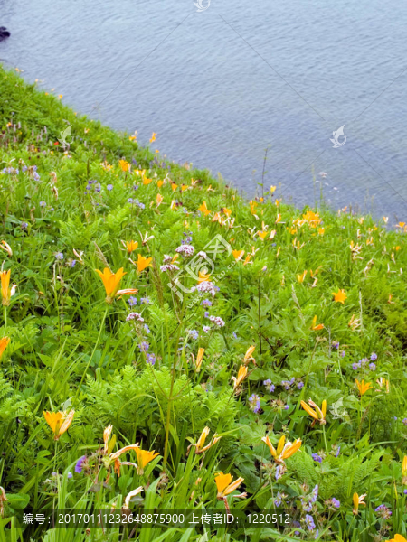 海邊的野生百合花