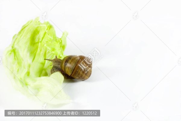 蝸牛