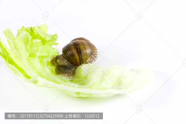 蝸牛