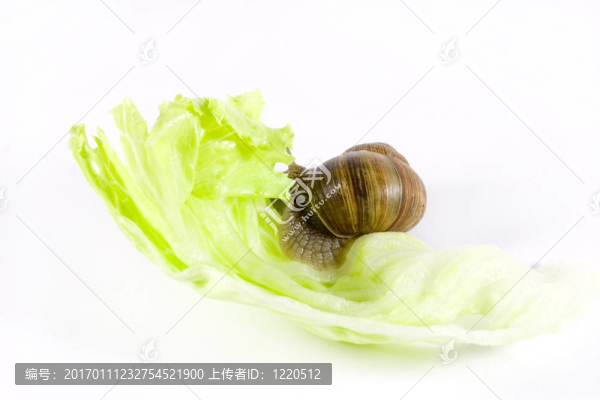 蝸牛