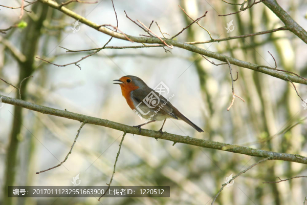 紅襟和更鳥