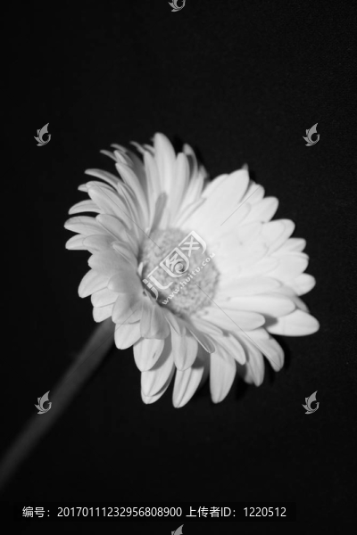 美麗的雛菊