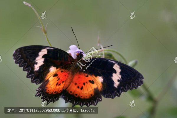 日的蝴蝶（Cethosia,cyane）