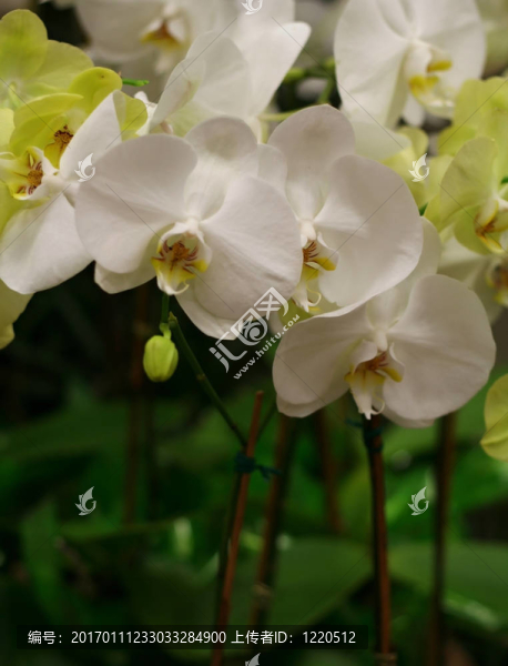 高莖上的蘭花