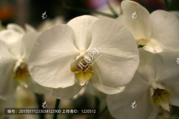 大花