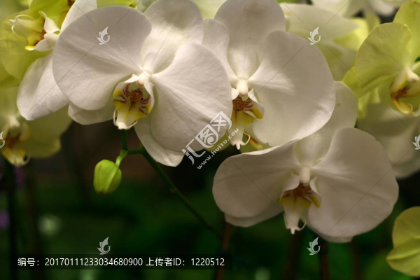 蘭花