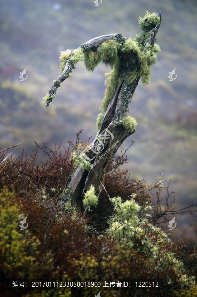 月球隕石坑