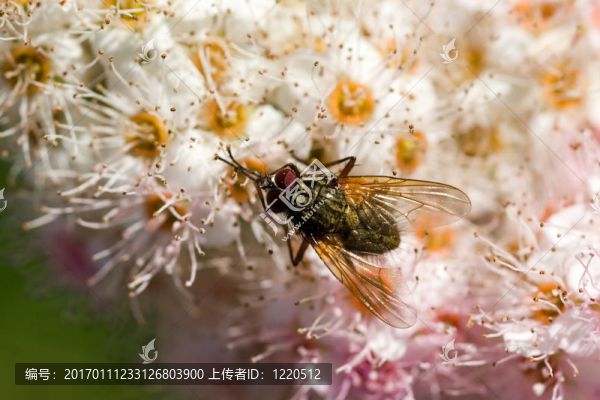 飛在一朵花上