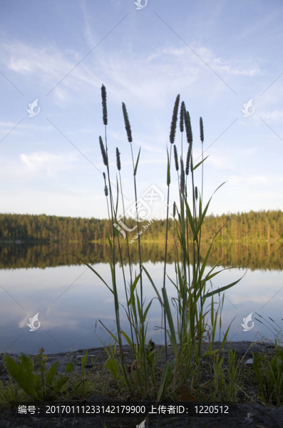 湖沿岸景觀-匯圖網(wǎng) www.fosd68.com 湖沿岸景觀