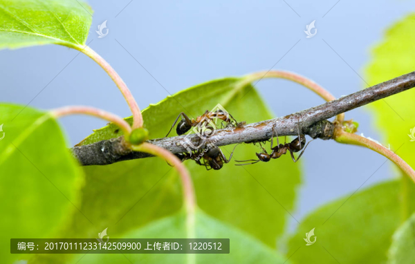樹枝上的螞蟻