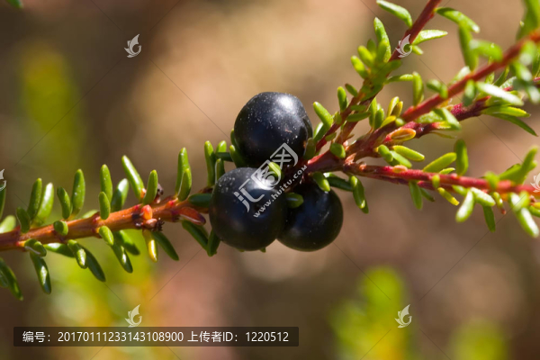 紅莓苔子