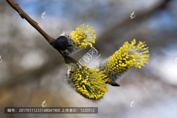一朵朵金黃的分支