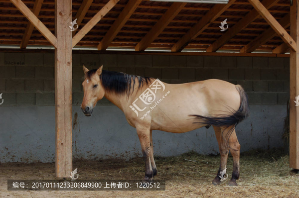 馬