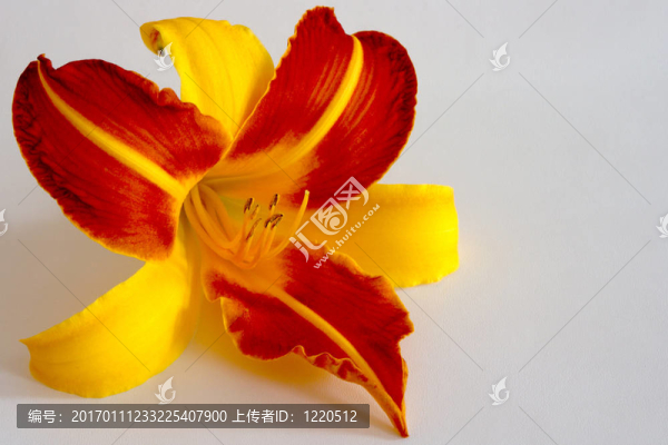 Daylily（萱草）