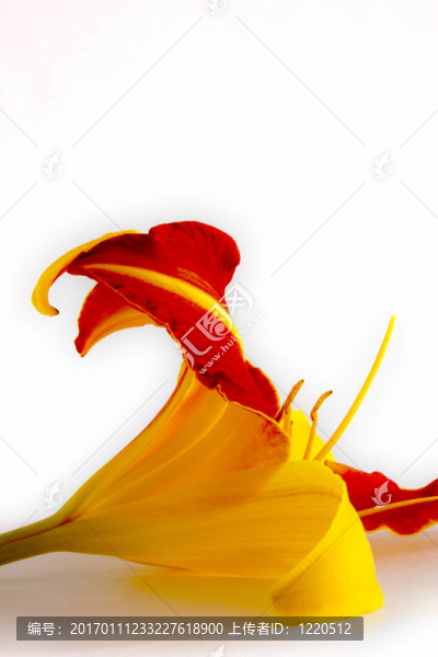 Daylily（萱草）