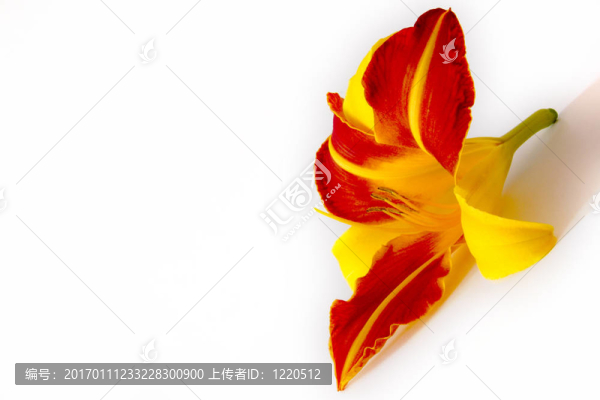 Daylily（萱草）