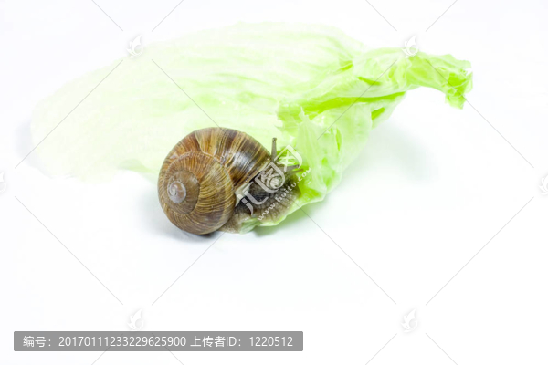 蝸牛