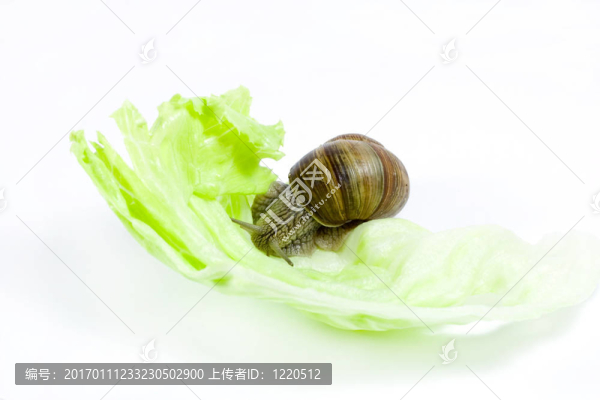 蝸牛
