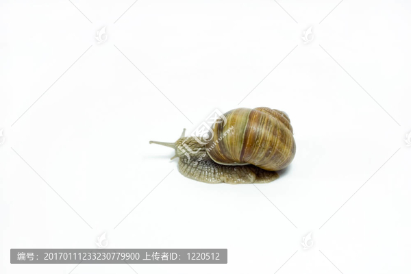 蝸牛