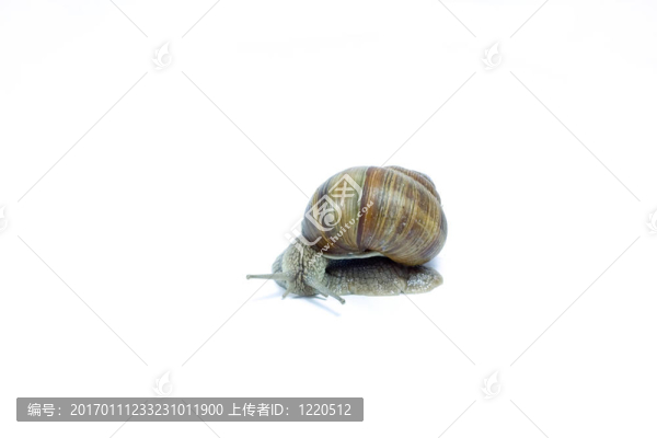 蝸牛