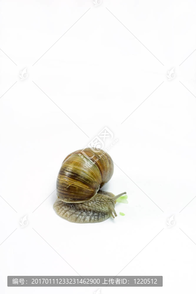 蝸牛
