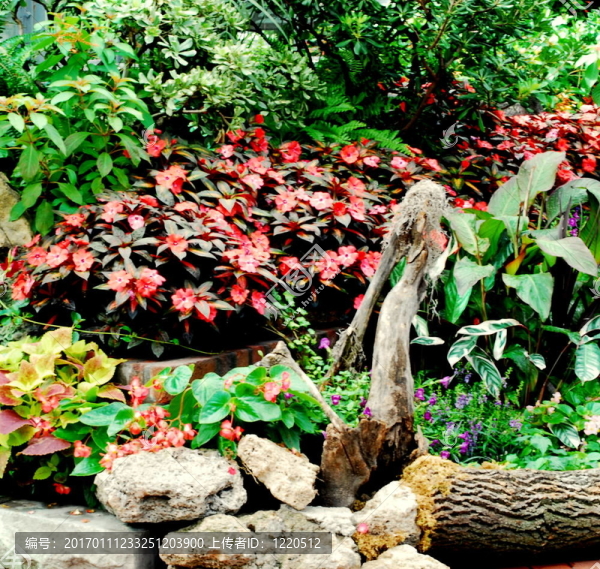 陽光明媚的花園