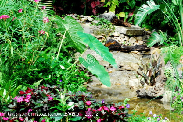 熱帶花園
