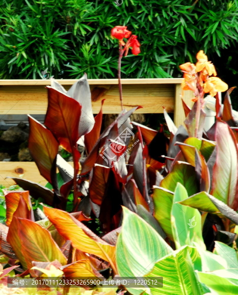 陽(yáng)光明媚的花園-匯圖網(wǎng) www.fosd68.com 陽(yáng)光明媚的花園