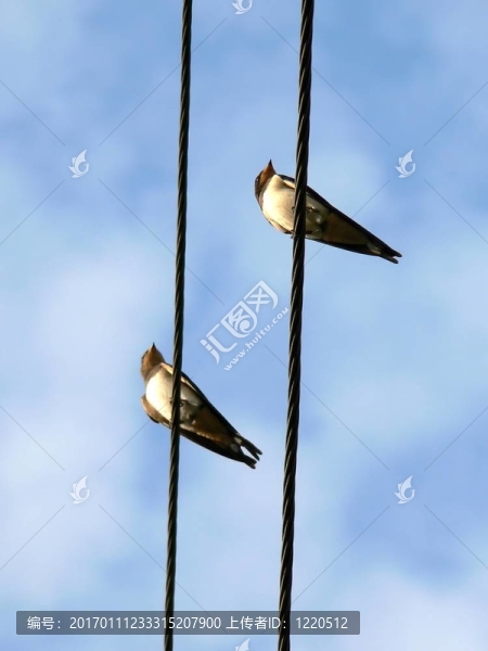 電線上的鳥(niǎo)