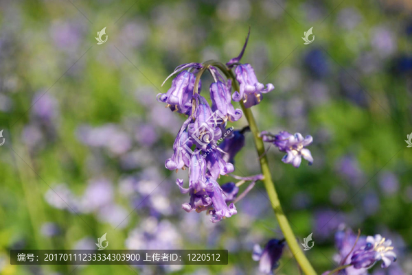 風(fēng)鈴草