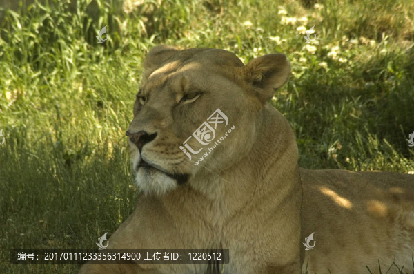 母獅-匯圖網(wǎng) www.fosd68.com 母獅