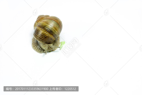 蝸牛