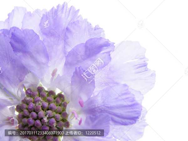 紫scabiose-匯圖網(wǎng) www.fosd68.com 紫scabiose