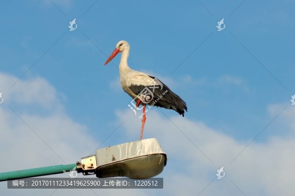 白鸛